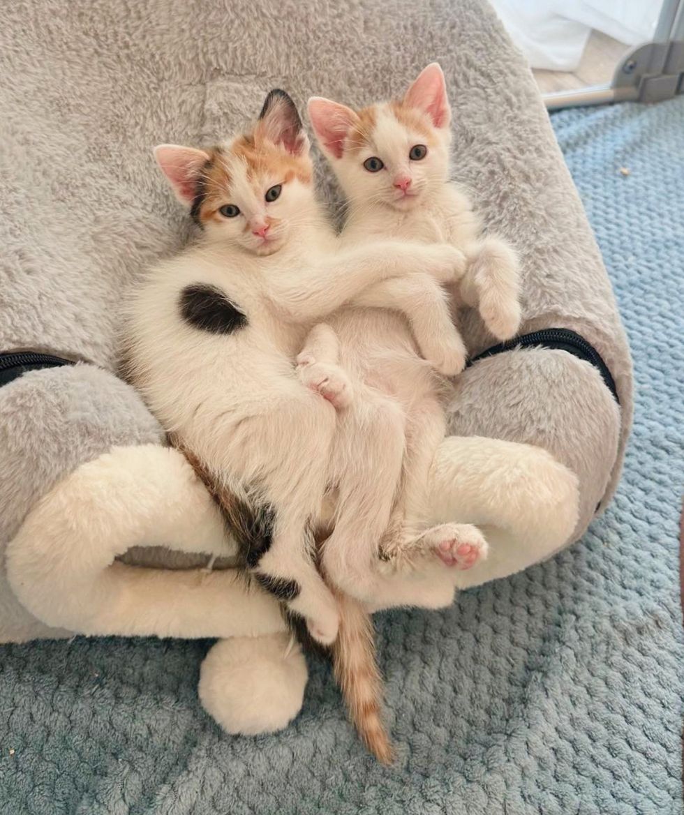 snuggly bonded kittens