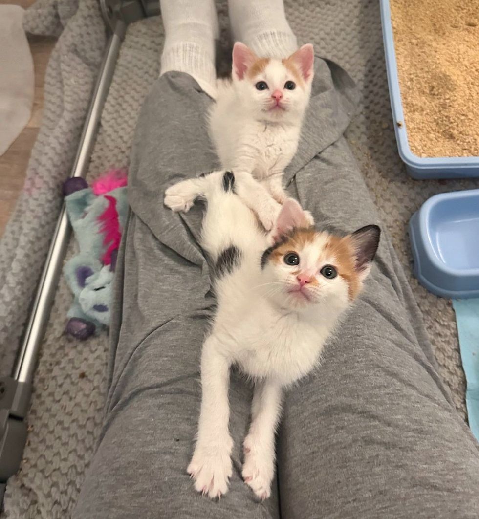 bonded kittens lap cats
