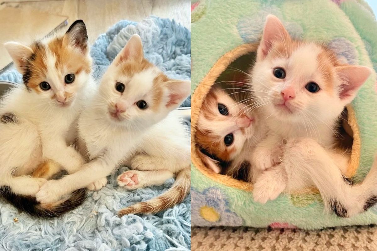 Bonded Kittens Hop Around with 'Wonky' Legs and Don't Let It Hold Them Back, Truly Most Spirited Cats