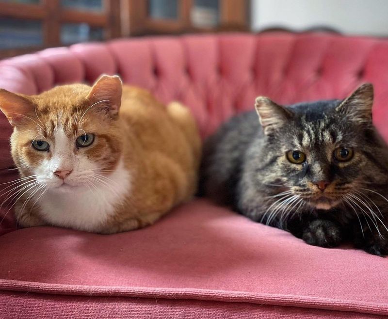 bonded cats couch