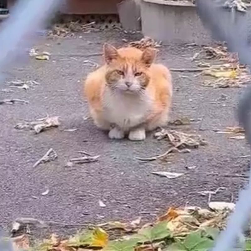 stray cat orange outdoors