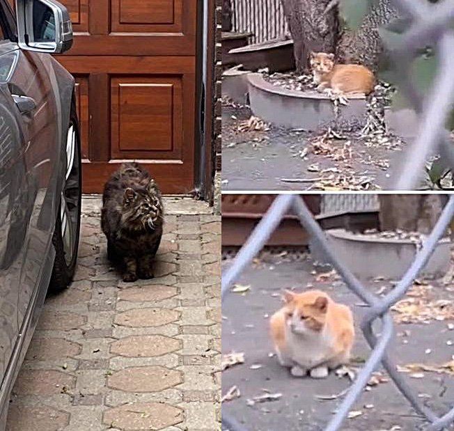 stray cats outdoors