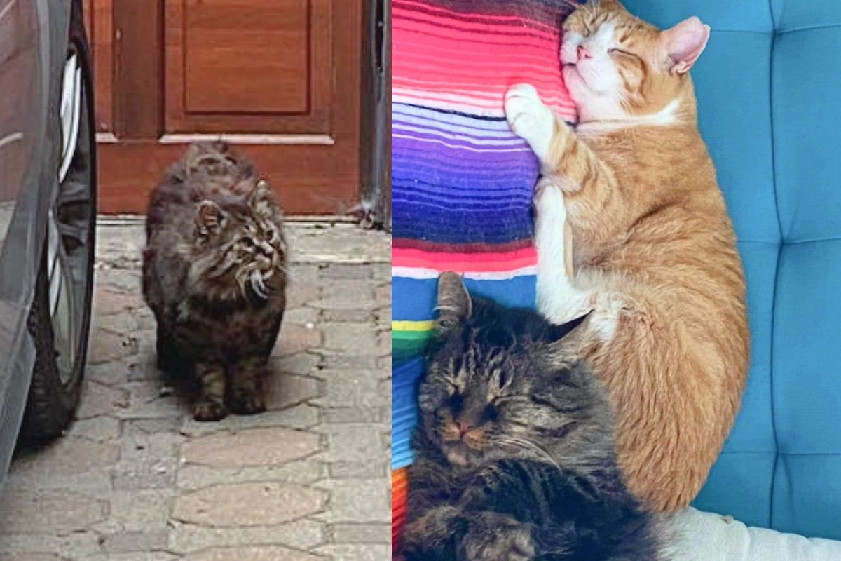 Two Stray Cats Have Been with Each Other for Years Finally Experience Home Together for the First Time