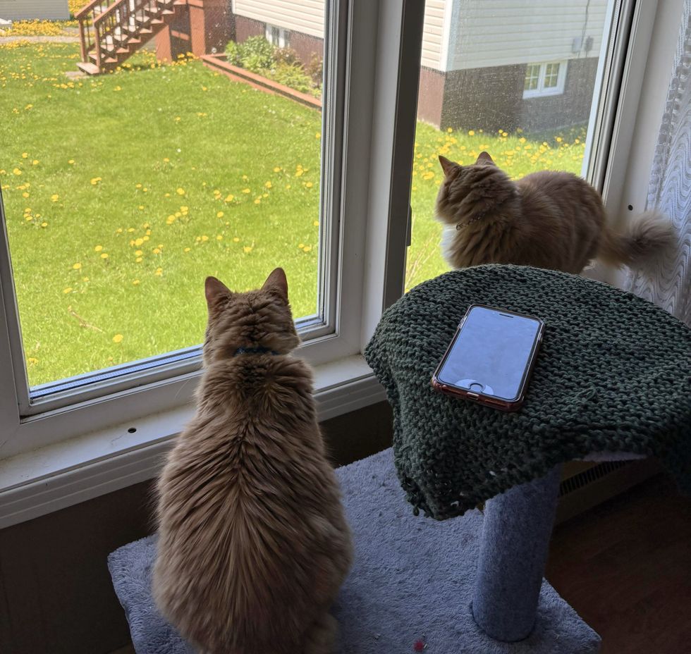 happy cats window watching