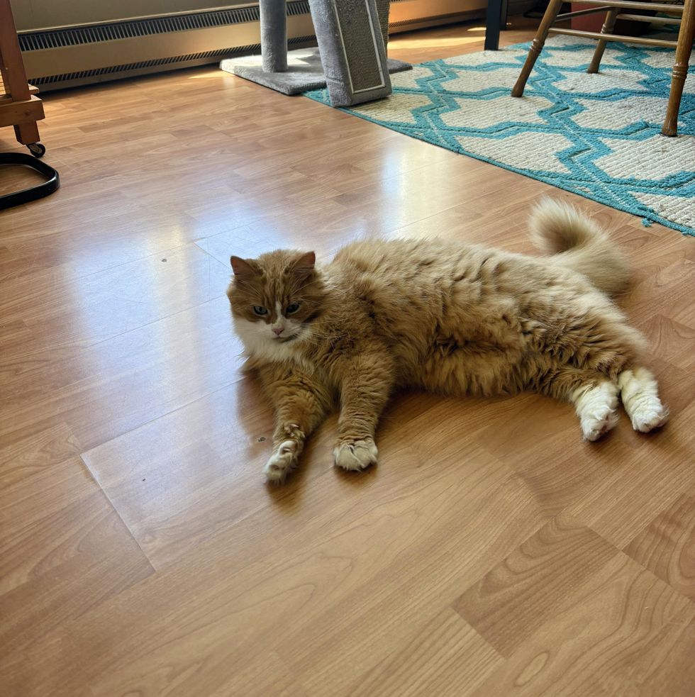 happy cat lounging floor