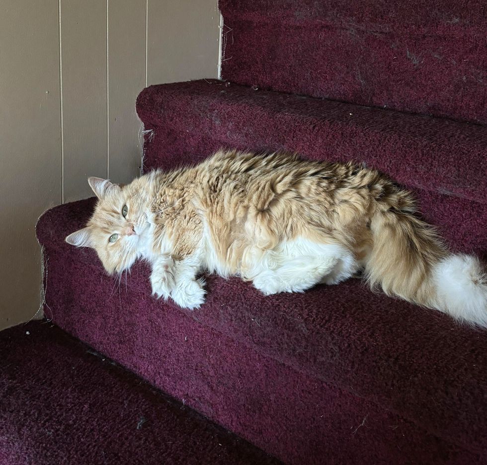 fluffy cat lounging stairs