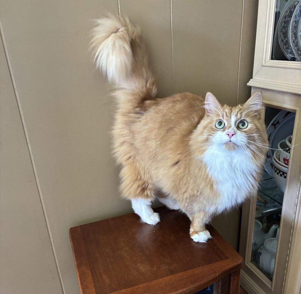 fluffy orange cat tail