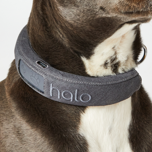 a photo of a dog wearing Halo Collar