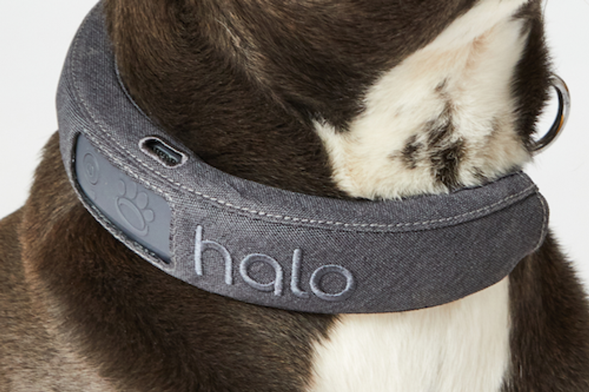a photo of a dog wearing Halo Collar