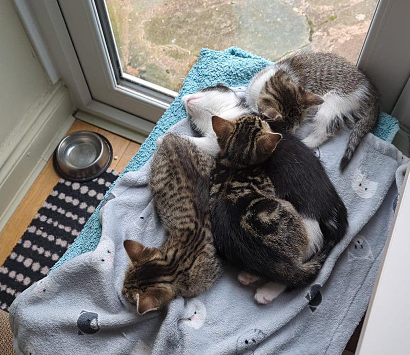 kittens sleeping by window