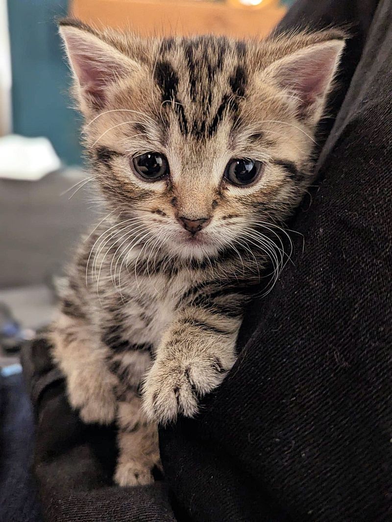 sweet cuddly tabby kitten
