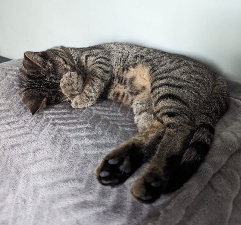 sleeping tabby cat paws