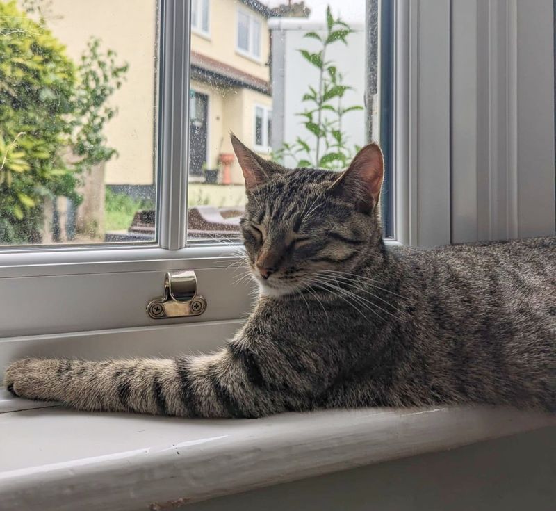 tabby cat window watching