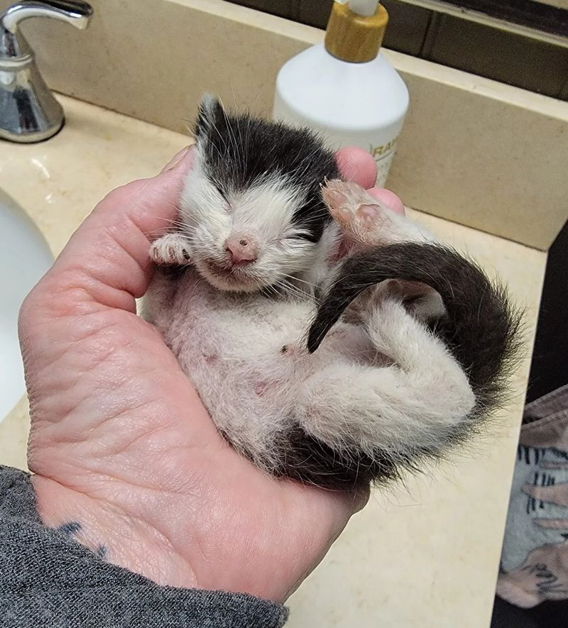 palm sized kitten sleeping