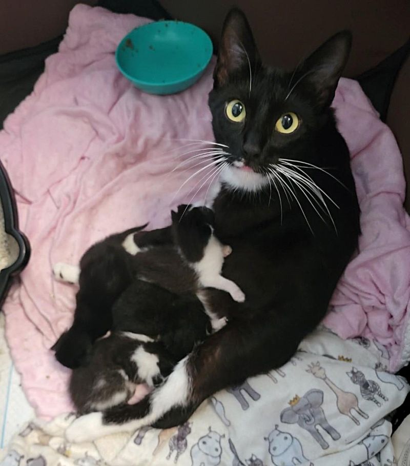 cat mom nursing kittens