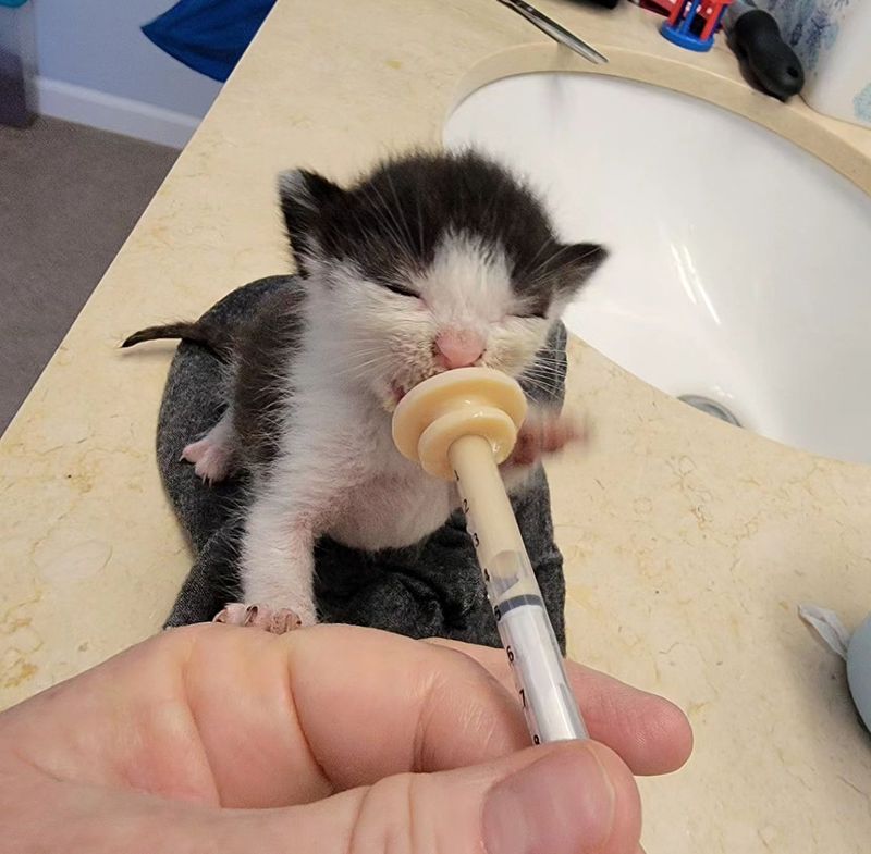 sweet kitten syringe feeding