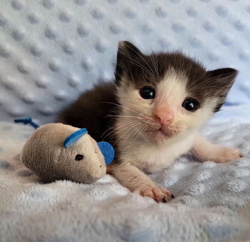 happy tiny kitten playful