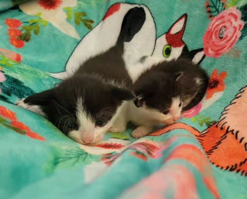 tiny kitten tuxedos