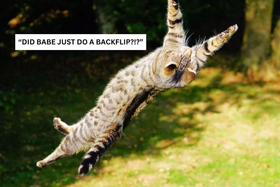 Indoor cat gets let outside for 'garden time' and does a literal backflip of joy