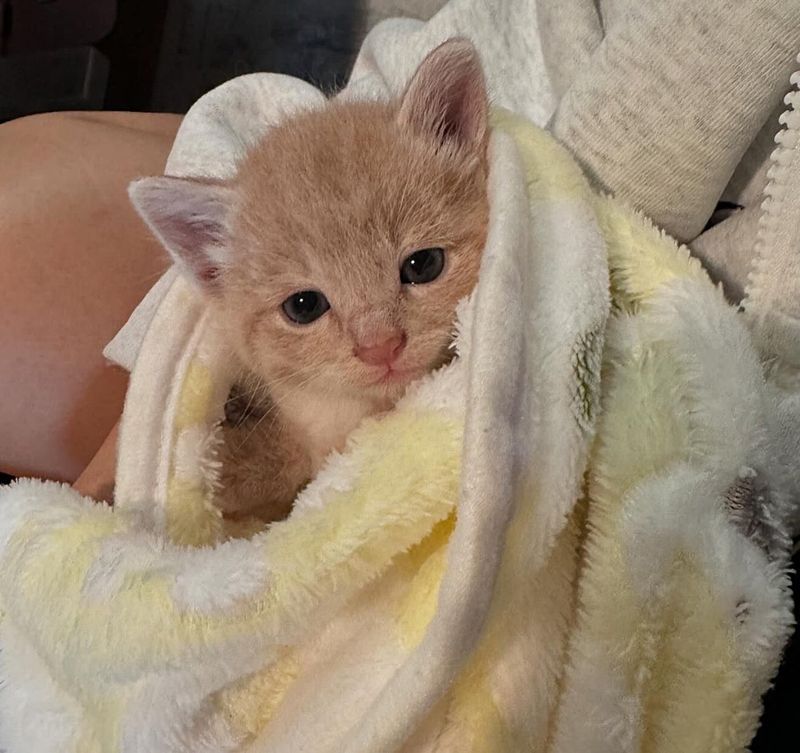 cute kitten cuddle blanket