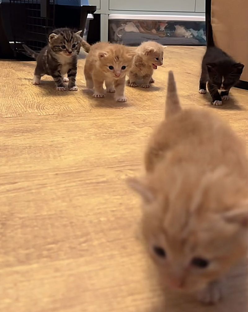 kittens exploring learning walk