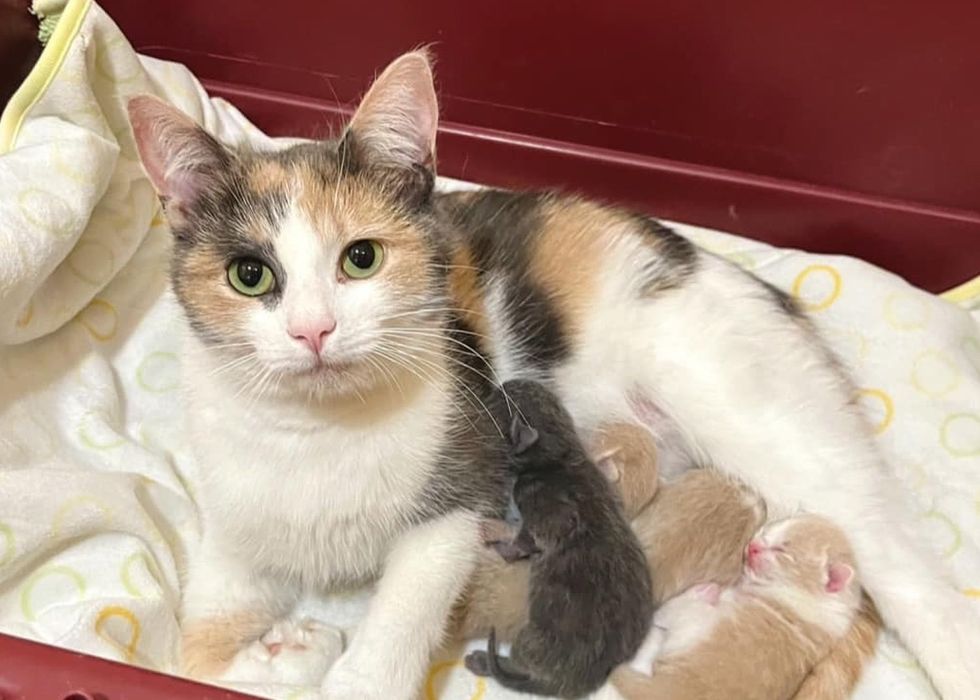 sweet cat calico nursing kittens
