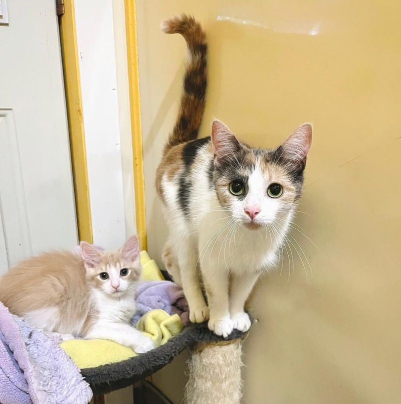 calico cat kitten shelter