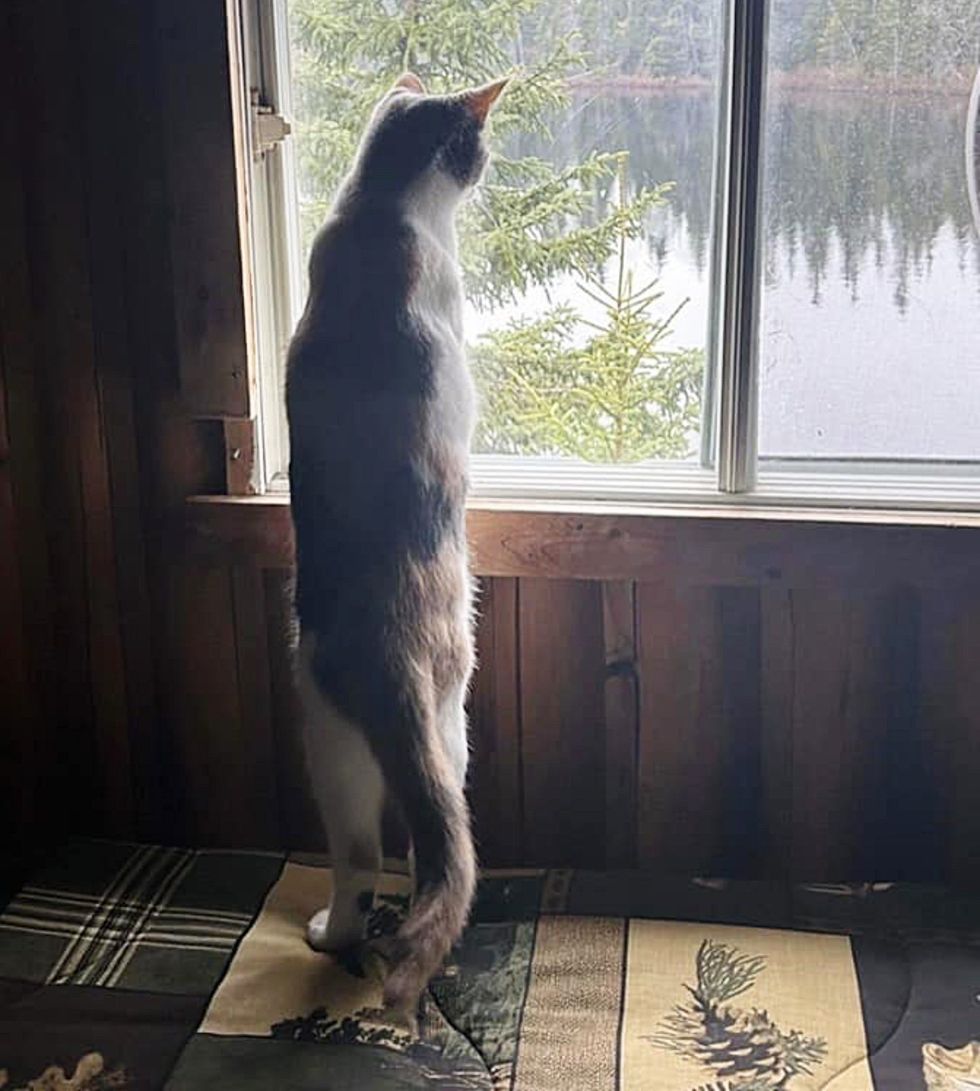 cat window watching