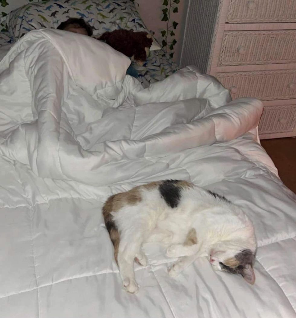 cat sleeping bed