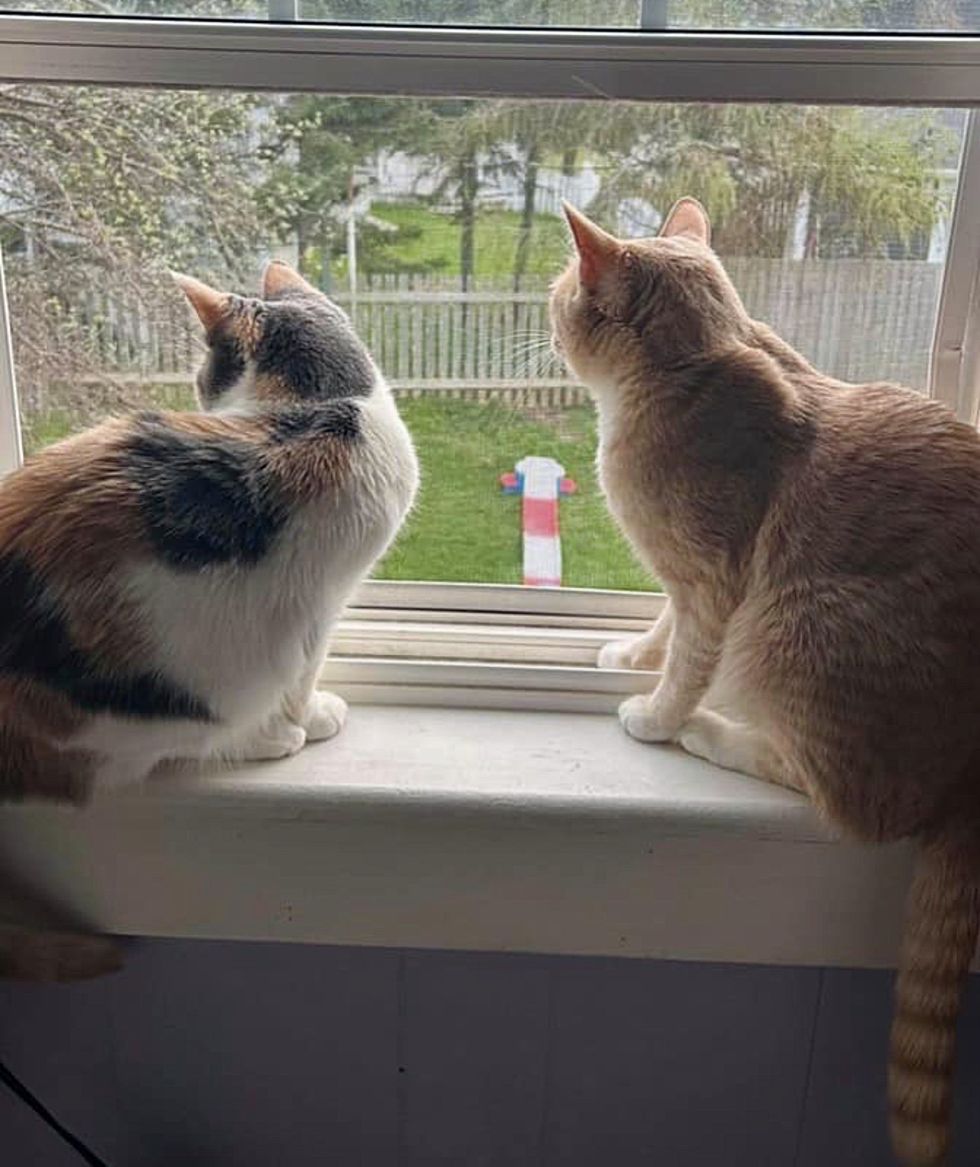 cats window watching