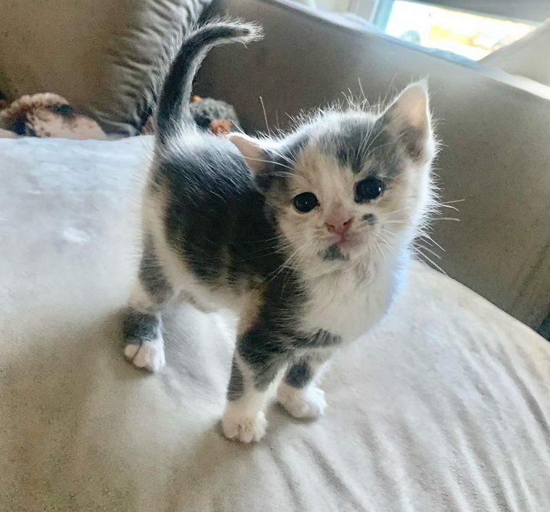 dilute calico kitten cute