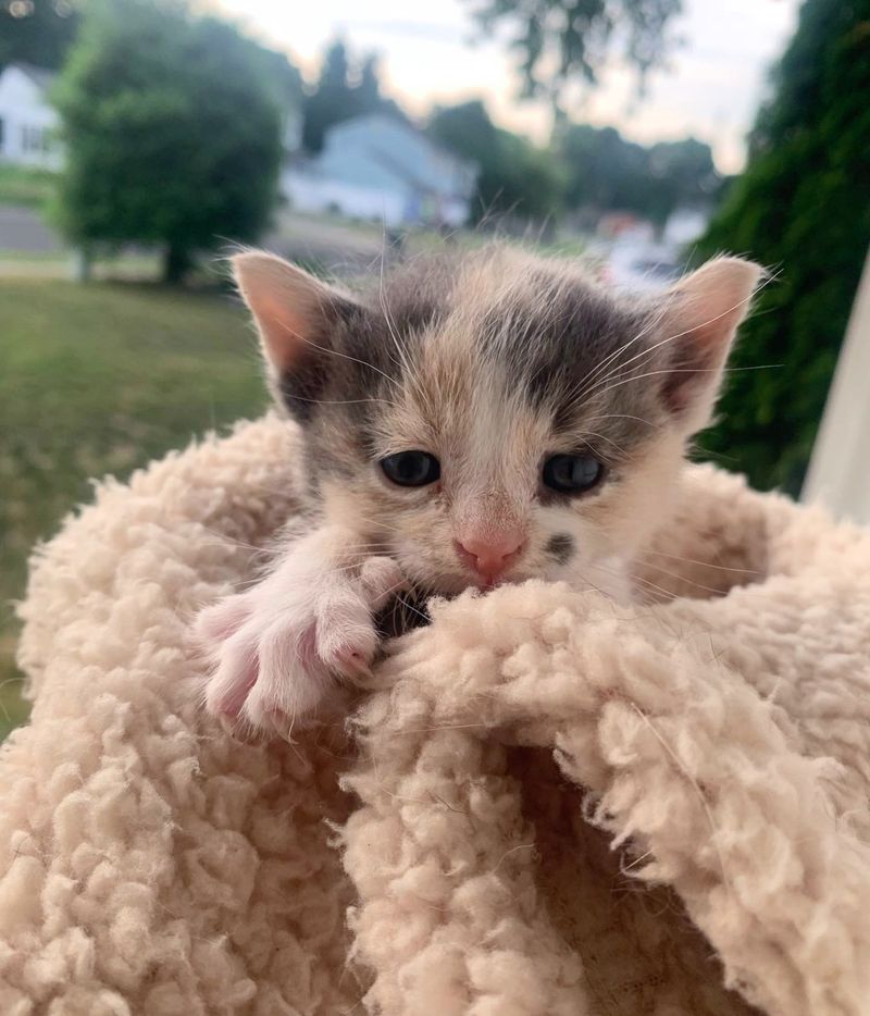 kitten calico purrito