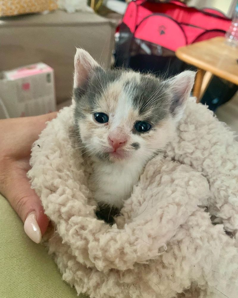 dilute calico kitten purrito