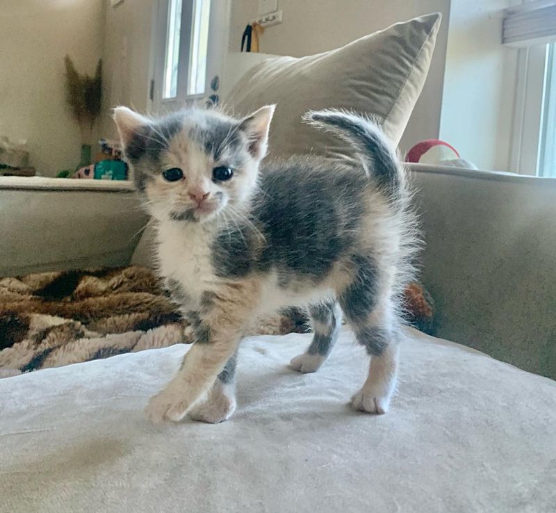 calico kitten big attitude