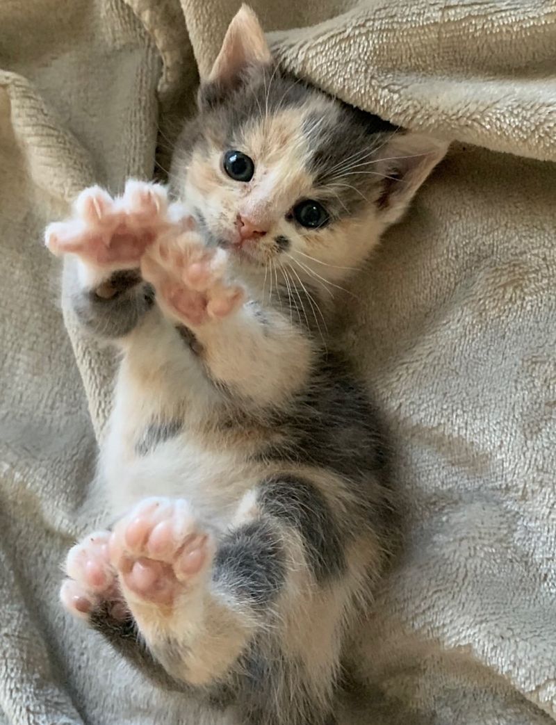 happy calico kitten paws