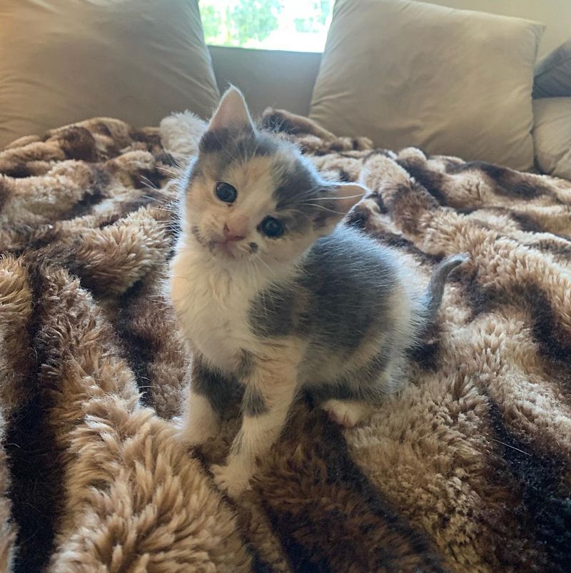 happy calico kitten couch