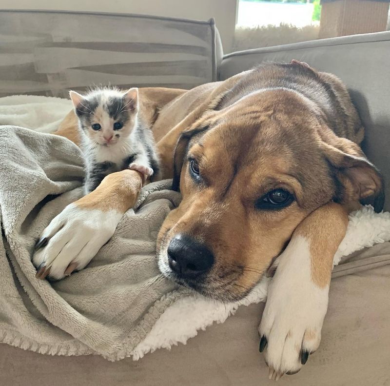 calico kitten big dog paws