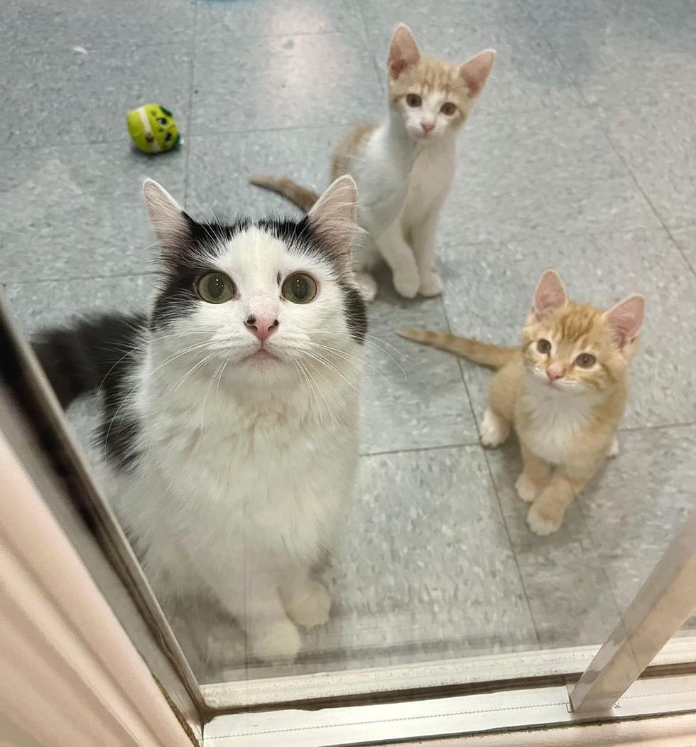 cat kittens shelter