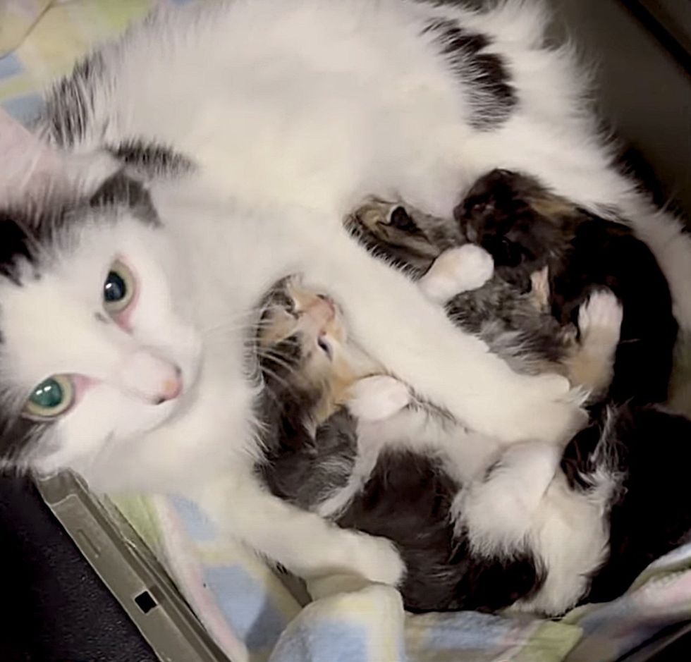 cat nursing kittens hugs