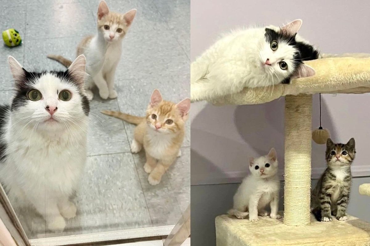 Cat Waits 99 Days to Get Her Wish While Caring for Her Own Kittens and Helping Nine Others