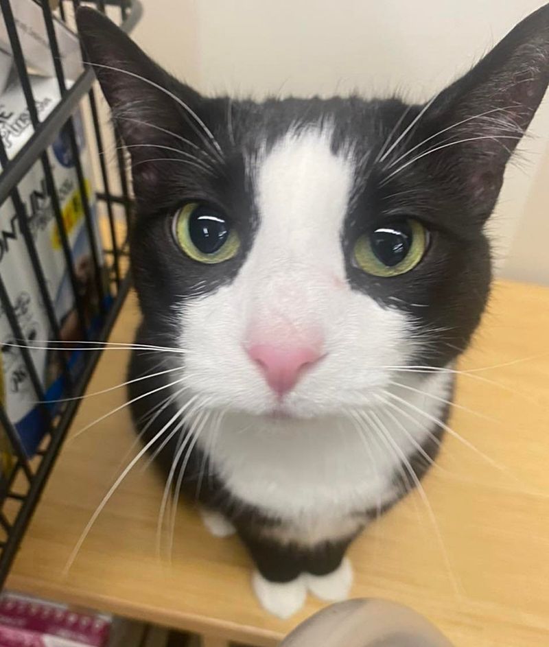 tuxedo cat adorable