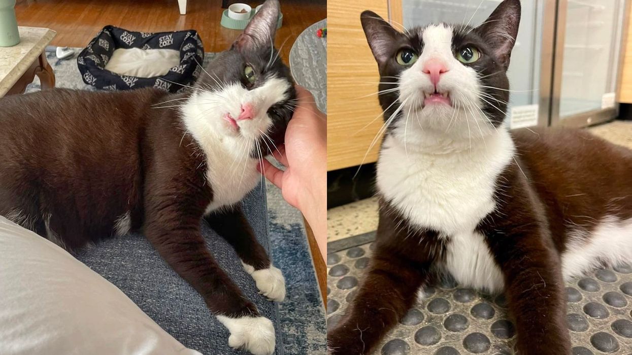 Cat Carries Toothy Grin Everywhere, She Knows Someday She'll Find Home Despite Being Returned Twice