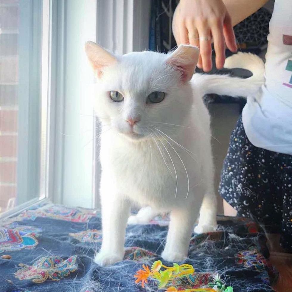 beautiful white cat