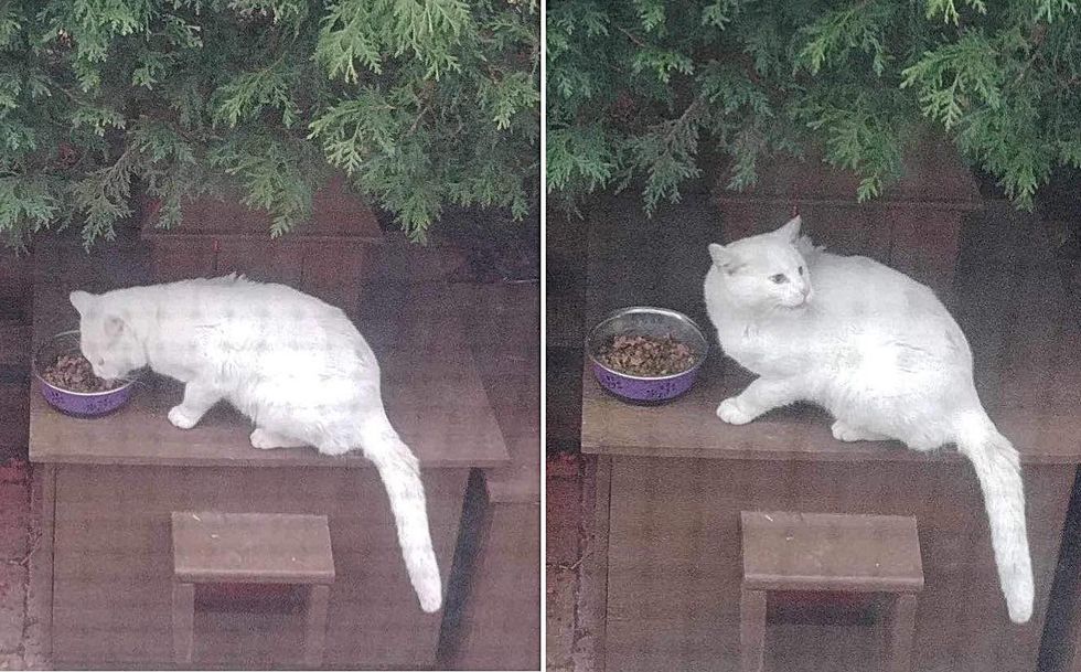 stray cat food station