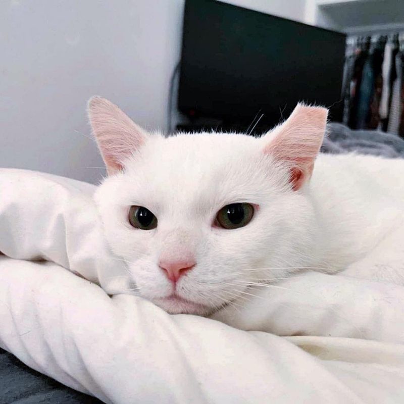 sweet white cat snuggly