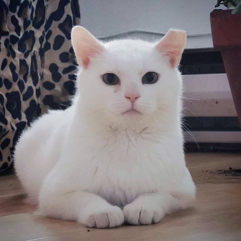 beautiful white cat home