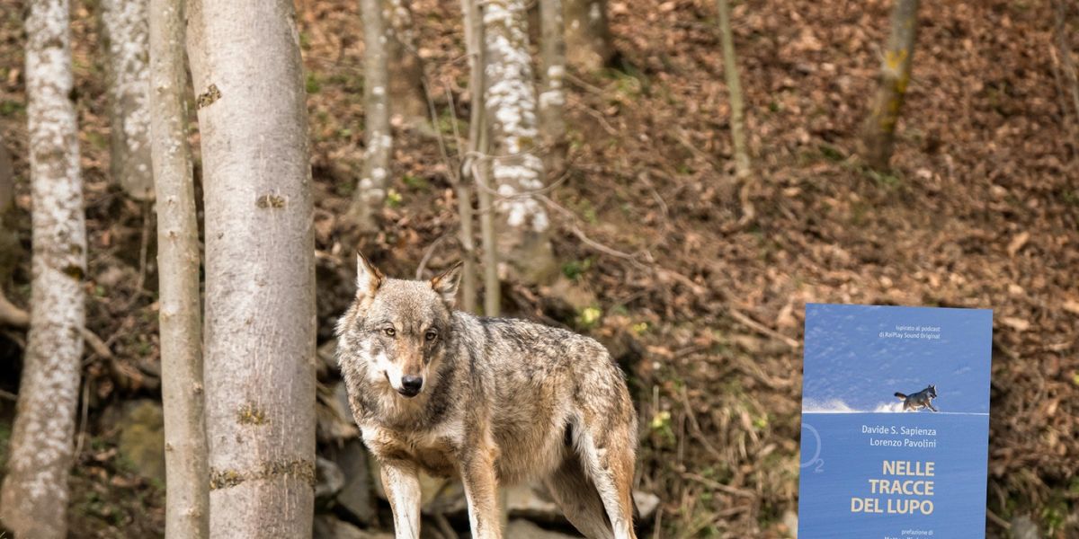 Il ritorno del lupo sulle nostre Alpi riaccende il «conflitto» con l’uomo