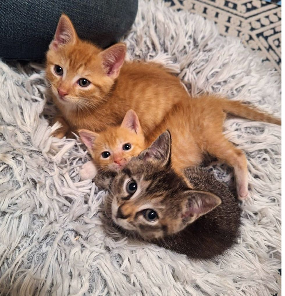 snuggly kittens pile