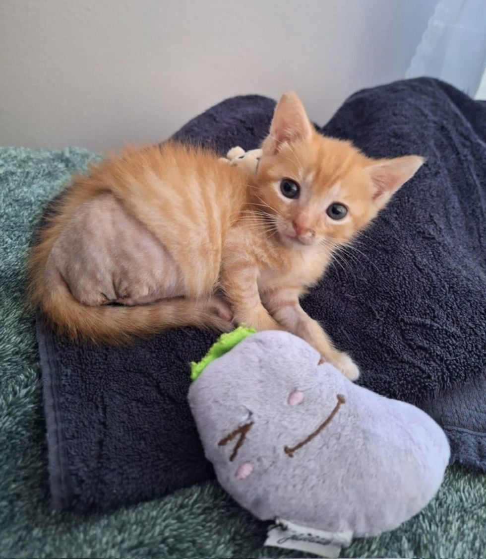 tripod kitten orange