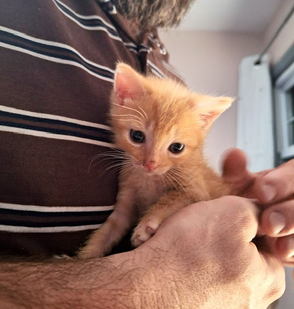 cuddly orange kitten